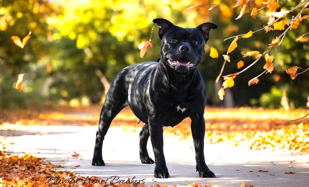 Photo de Femelle Staffie (Staffordshire Bull Terrier) de couleur Noire qui est assise dans un petit chemin aux couleurs automnales