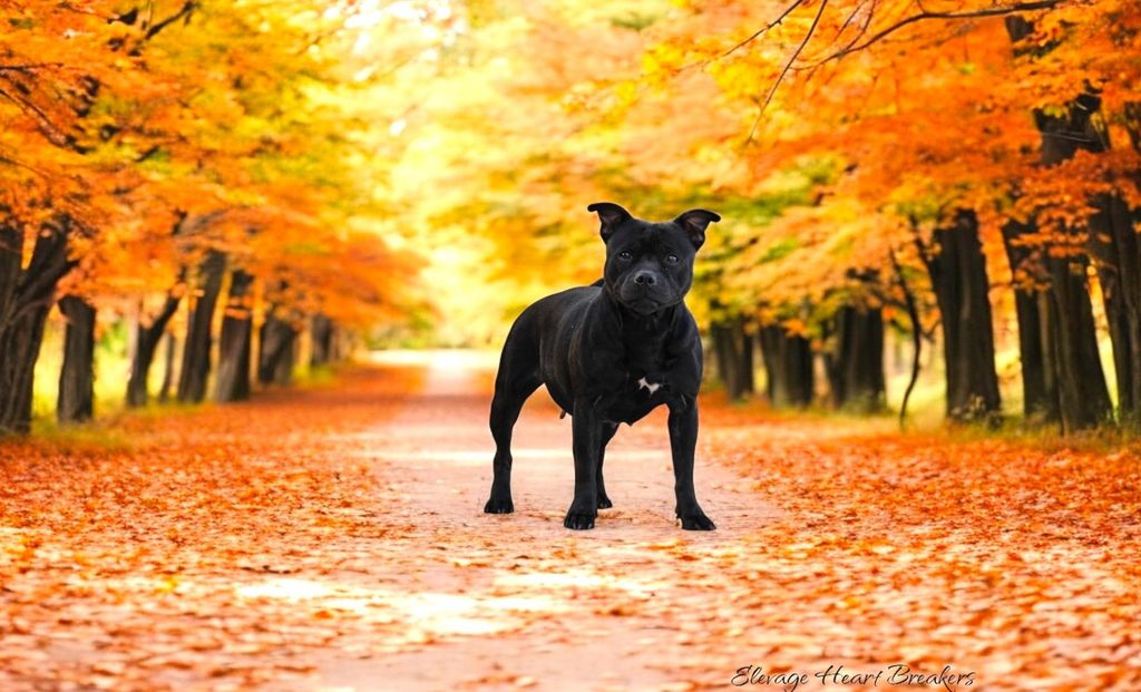 Photo de Femelle Staffie (Staffordshire Bull Terrier) de couleur Noire qui est assise dans un petit chemin aux couleurs automnales