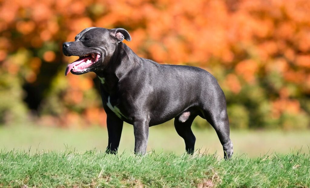 Chien mâle Staffordshire Bull Terrier dit Staffie de couleurs Bleu Pan Blanc qui prend la pose en pleins champs avec une vue de profil