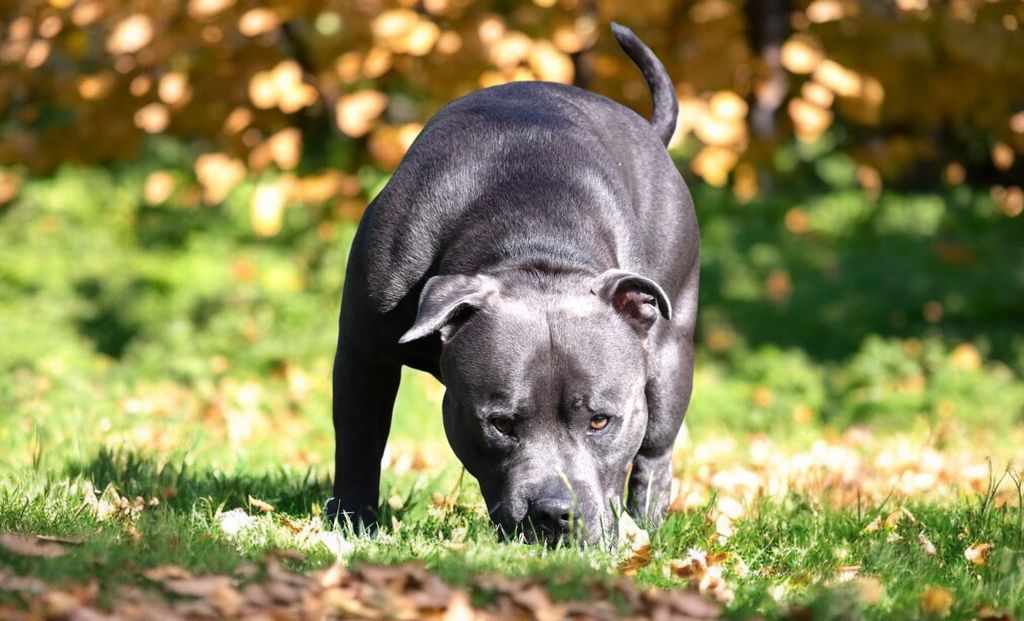 Photo de Chien mâle Staffordshire Bull Terrier dit Staffie de couleurs Bleu Pan Blanc qui prend la pose en pleins champs avec une vue de profil