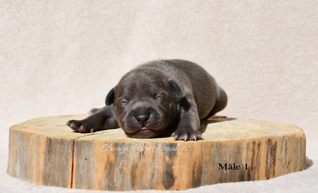 Chiot mâle Staffordshire Bull Terrier dit Staffie de couleur Bleu qui prend la pose sur un rondin de bois