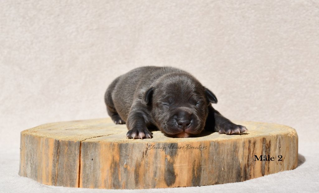 Chiot mâle Staffordshire Bull Terrier dit Staffie de couleur Bleu qui prend la pose sur un rondin de bois