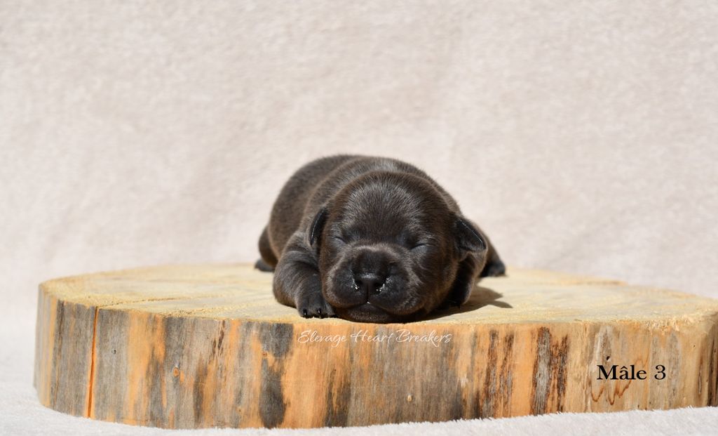 Chiot mâle Staffordshire Bull Terrier dit Staffie de couleur Bleu qui prend la pose en vue de face sur un rondin de bois