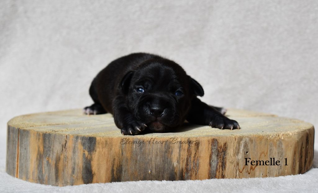 Chiot Femelle Staffordshire Bull Terrier dit Staffie de couleur Noire qui prend la pose en vue de face sur un rondin de bois