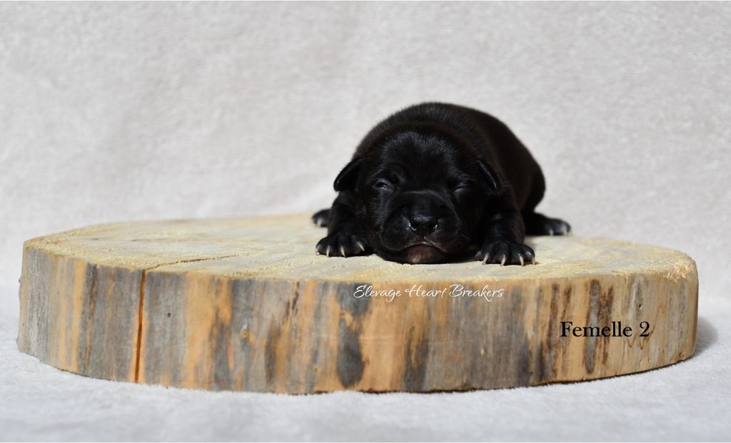 Chiot Femelle Staffordshire Bull Terrier dit Staffie de couleur Noire qui prend la pose vue de face sur un rondin de bois