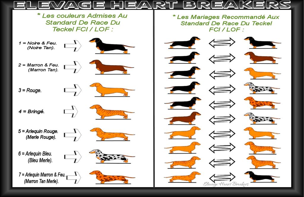 Description en image des couleurs admises au standard du Teckel bien détaillé avec également les représentations des mariages recommandés pour la race du Teckel au LOF ou FCI réalisé par Heart Breakers