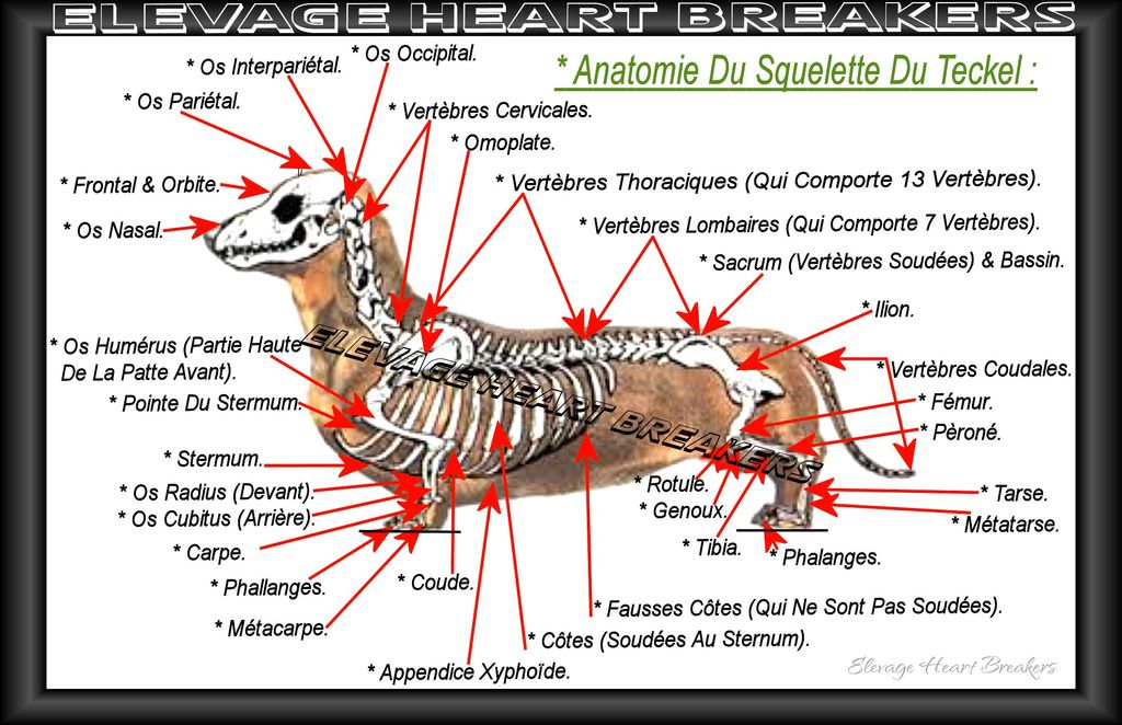 Description en image du squelette avec son anatomie complète du Teckel avec tous les os de détaillé sur le montage réalisé par Heart Breakers