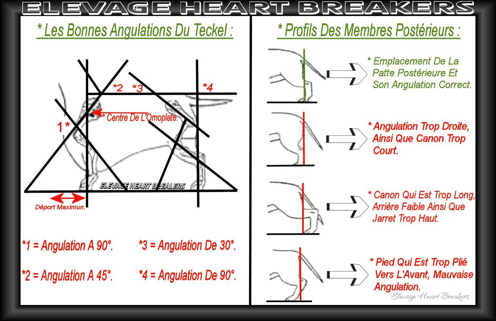 Description en images avec les bonnes explications détaillées des bonnes angulations du standard de race au LOF ou FCI concernant le Teckel en vue de profil ainsi que les membres postérieurs en vue de profil pour le Teckel réalisé par Heart Breakers