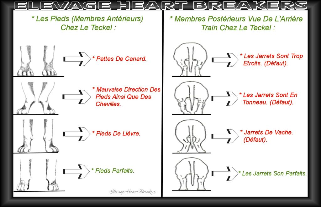 Description en images avec des explications détaillées des aplombs corrects chez le Teckel, conforme au standard de race au LOF ou FCI en vue de face ainsi que les membres postérieurs en vue de face réalisé par Heart Breakers