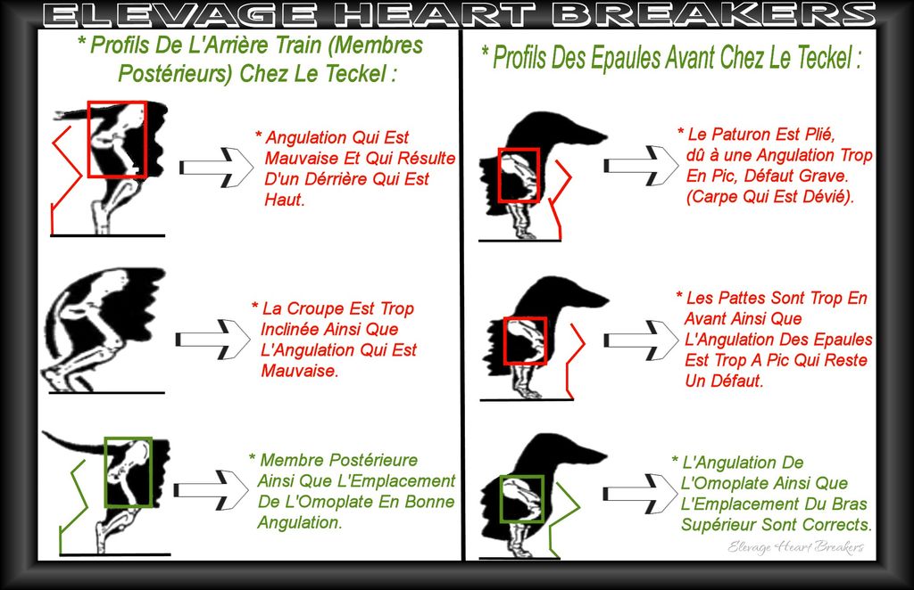 Description en images avec des explications détaillées des membres postérieurs en vue de profil avec l’arrière-train au standard de race LOF-FCI ainsi qu’en vue de profil les épaules avant du Teckel au standard de race LOF-FCI réalisé par Heart Breakers