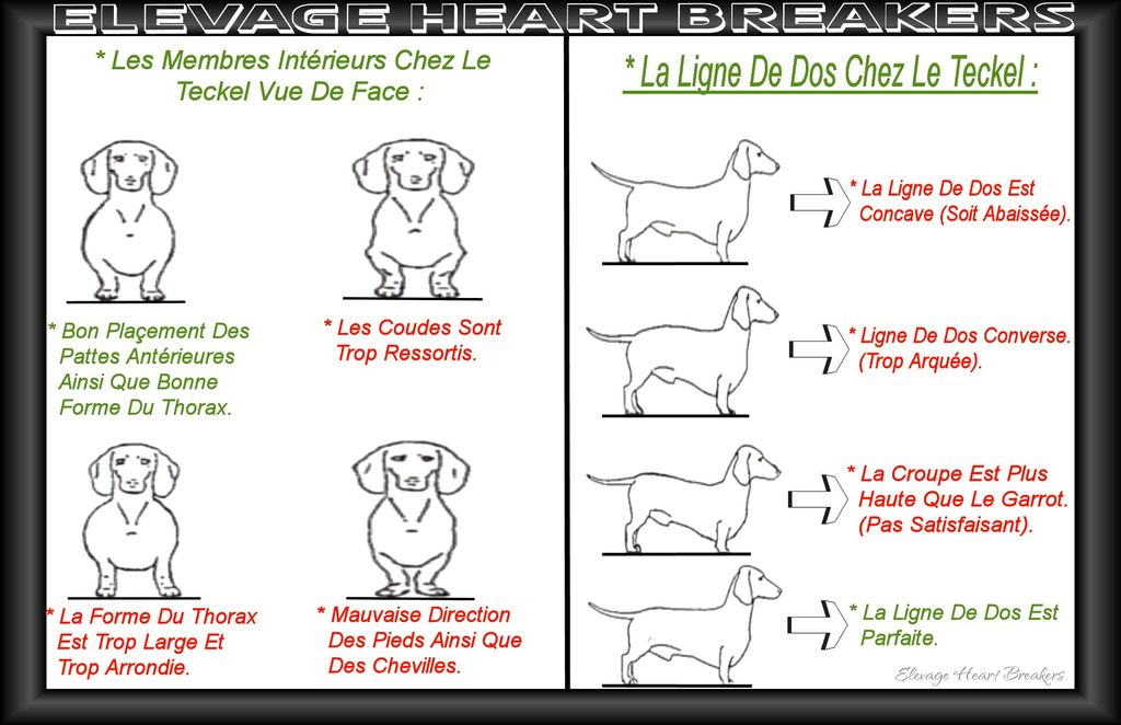 Description en image avec des explications détaillées des membres intérieurs en vue de face chez le Teckel au standard de race du LOF-FCI ainsi que représentation des lignes de dos au standard de race du Teckel au LOF-FCI réalisé par Heart Breakers