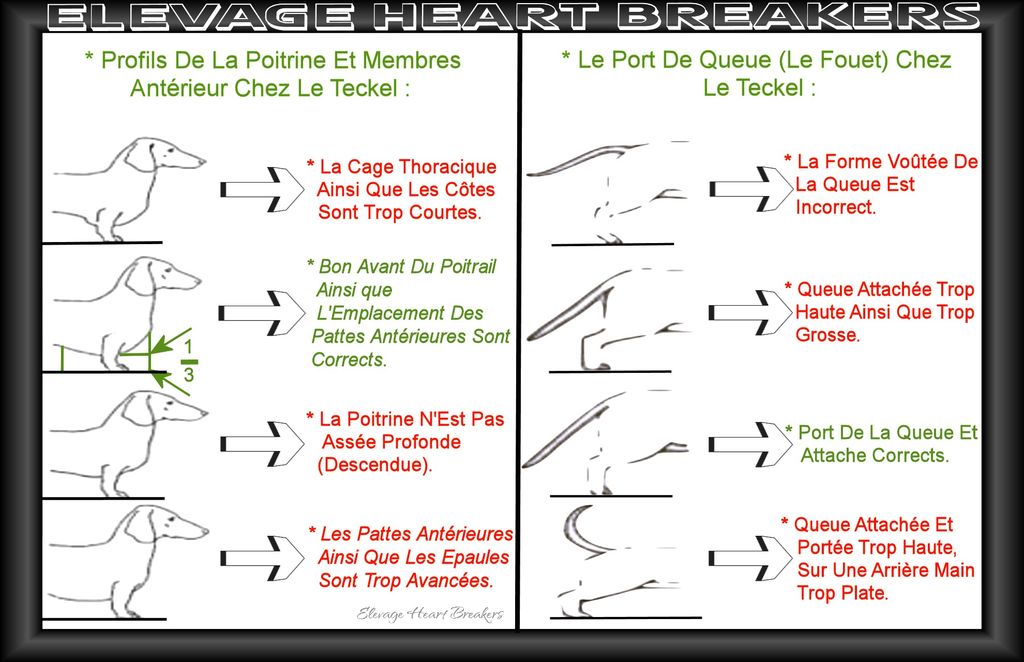 Description en image avec des explications détaillées de la poitrine et membres antérieur chez le Teckel au standard de race du LOF-FCI ainsi que le port de la queue appelé le fouet au standard de race du Teckel au LOF-FCI réalisé par Heart Breakers