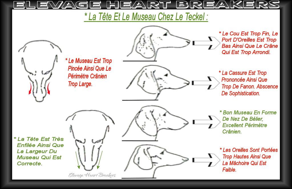 Description en image avec des explications détaillées de la tête au standard de race du Teckel au LOF-FCI ainsi que le museau au standard de race du Teckel au LOF-FCI réalisé par Heart Breakers