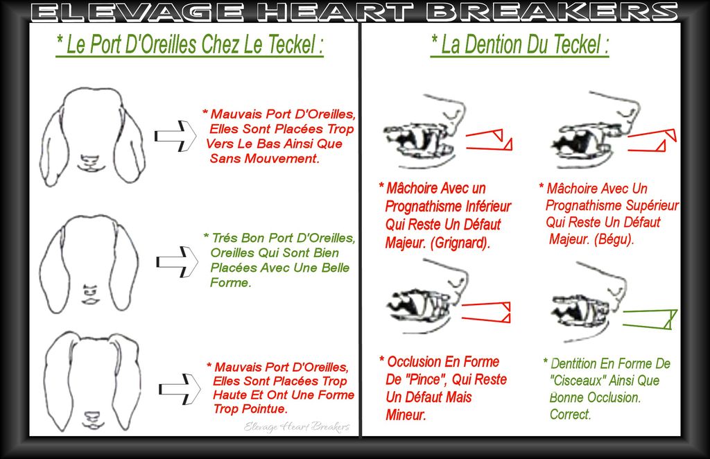 Description en image avec des explications détaillées du port d'oreilles au standard de race du Teckel au LOF-FCI ainsi que la dentition chez le Teckel au standard de race LOF-FCI réalisé par Heart Breakers