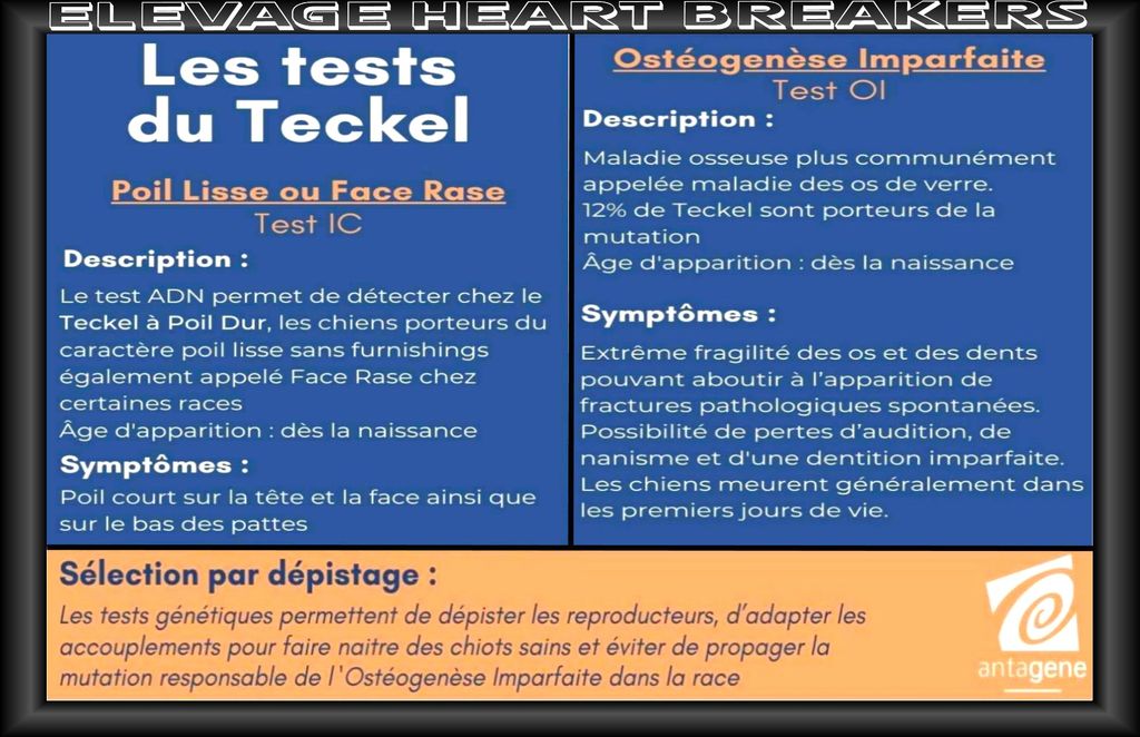 Description et explications des tests de santé via le prélèvement buccal concernant le Teckel par le laboratoire Antagéne