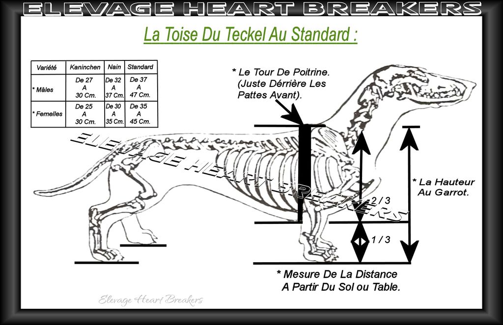 Description en image avec des explications détaillées de la toise du Teckel avec les mesures des différentes tailles au standard de race LOF-FCI ainsi que des explications pour bien toiser son Teckel réalisé par Heart Breakers