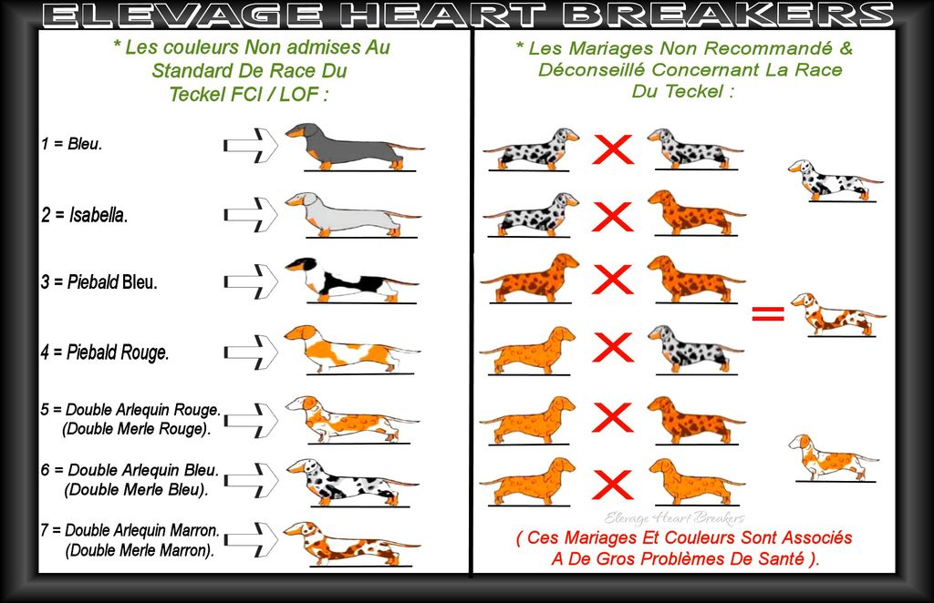 Description en image avec des explications détaillées des couleurs non admises dans le standard de la race Teckel A poil court ainsi que les mariages non recommandés dans la race du Teckel au LOF-FCI réalisé par Heart Breakers