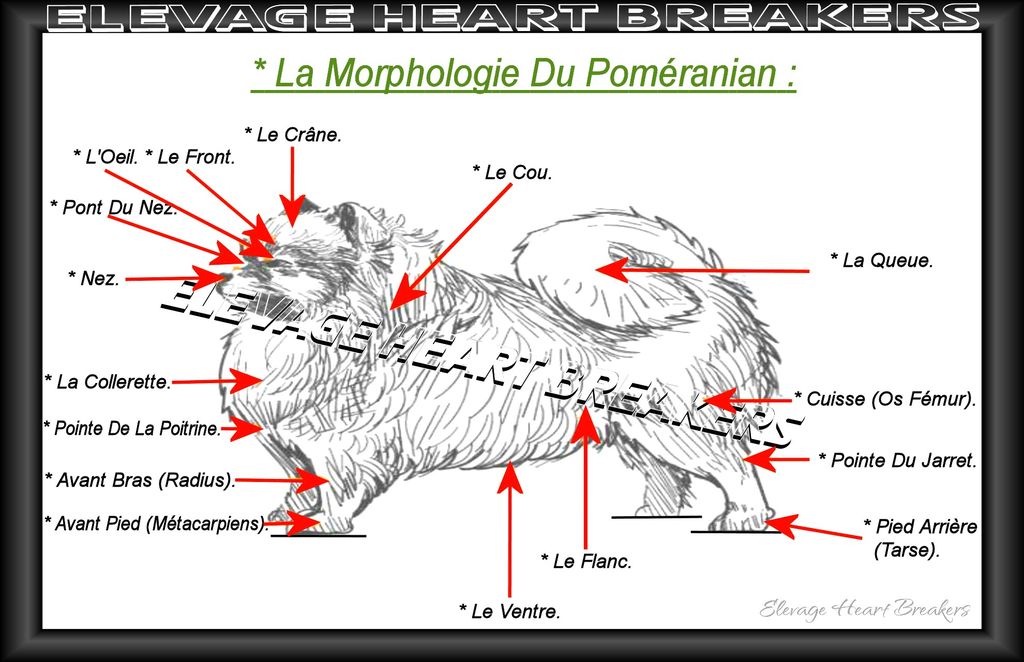 Montage avec description en image avec les détails de la morphologie (le squelette) du Spitz Pomeranian réalisé par Heart Breakers