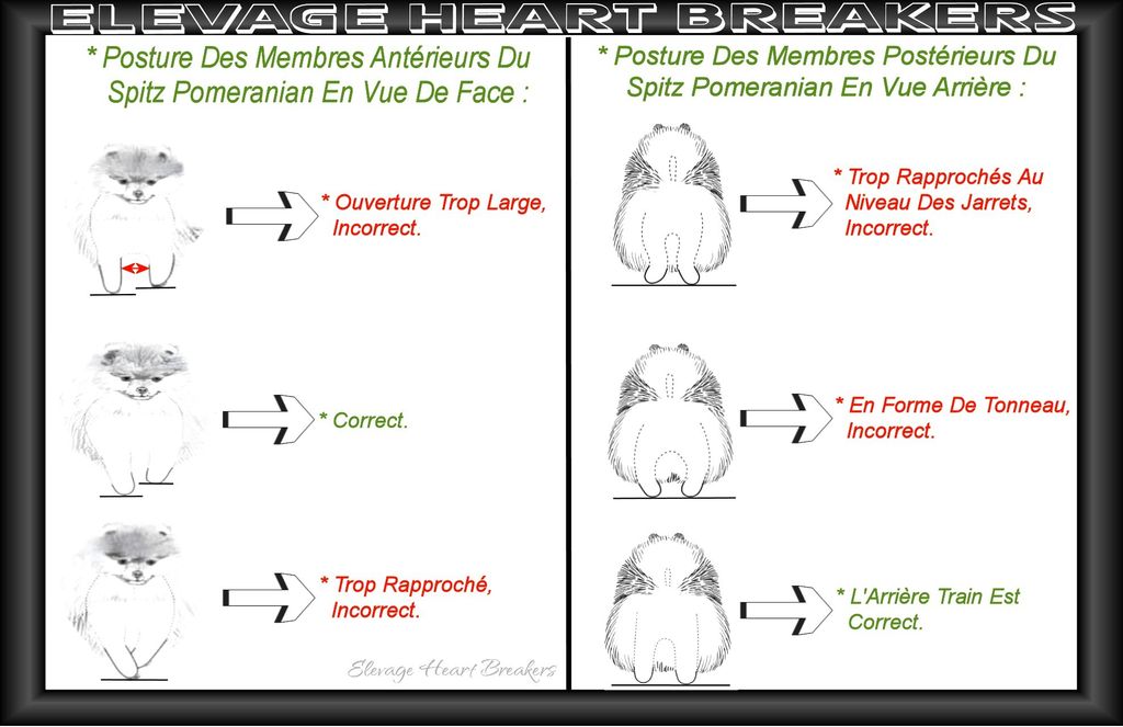 Montage avec les images et descriptions des postures des membres antérieurs et les postures des membres postérieurs au standard de race LOF - FCI concernant le Spitz Pomeranian réalisé par Heart Breakers