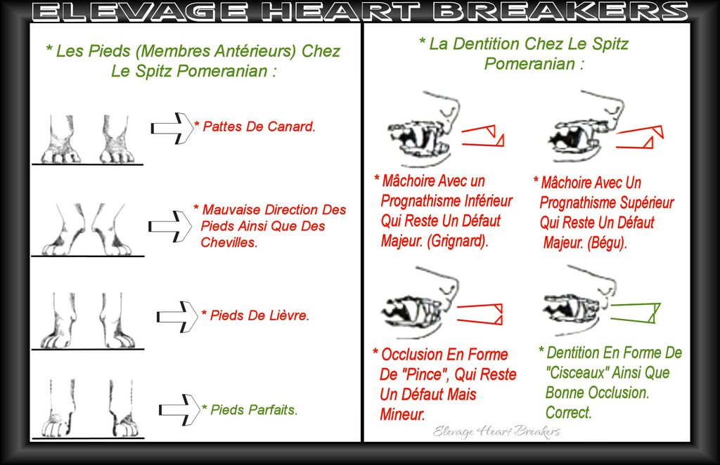 Montage avec les images et les descriptions des pieds (membres antérieurs) ainsi que la bonne position de la dentition au standard de race LOF - FCI concernant le Spitz Pomeranian réalisé par Heart Breakers