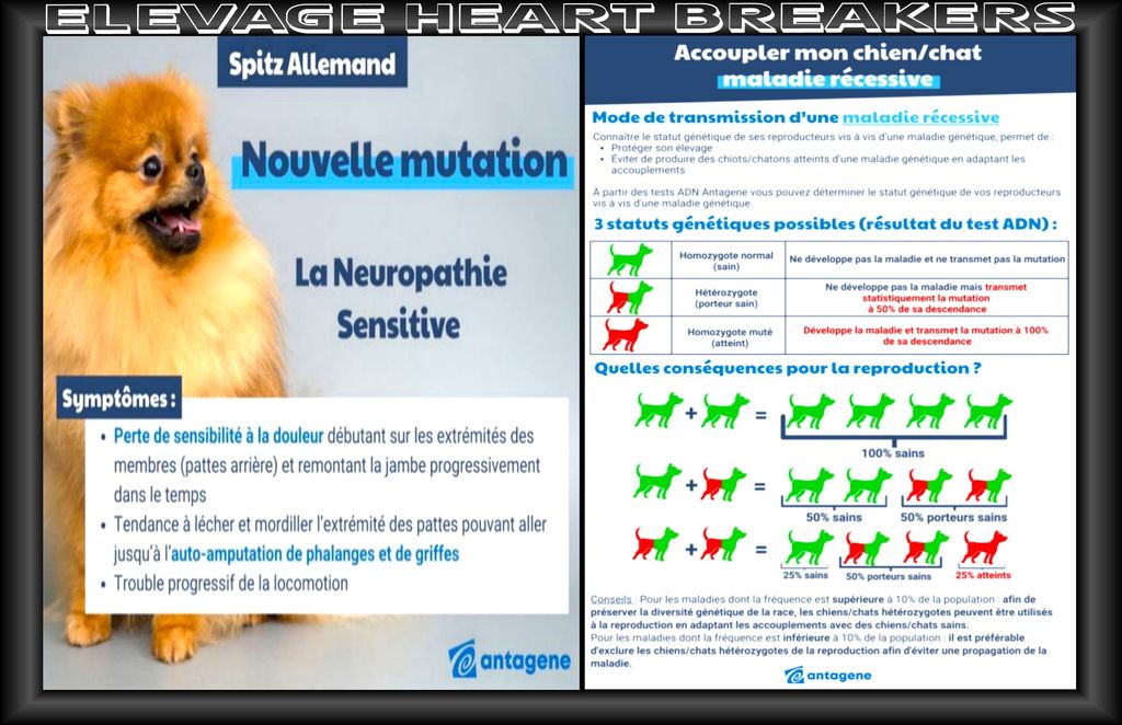 Montage photo Antagéne sur la santé du Spitz Pomeranian avec les explications du laboratoire de Antagéne ainsi que des informations sur la reproduction et ces allèles