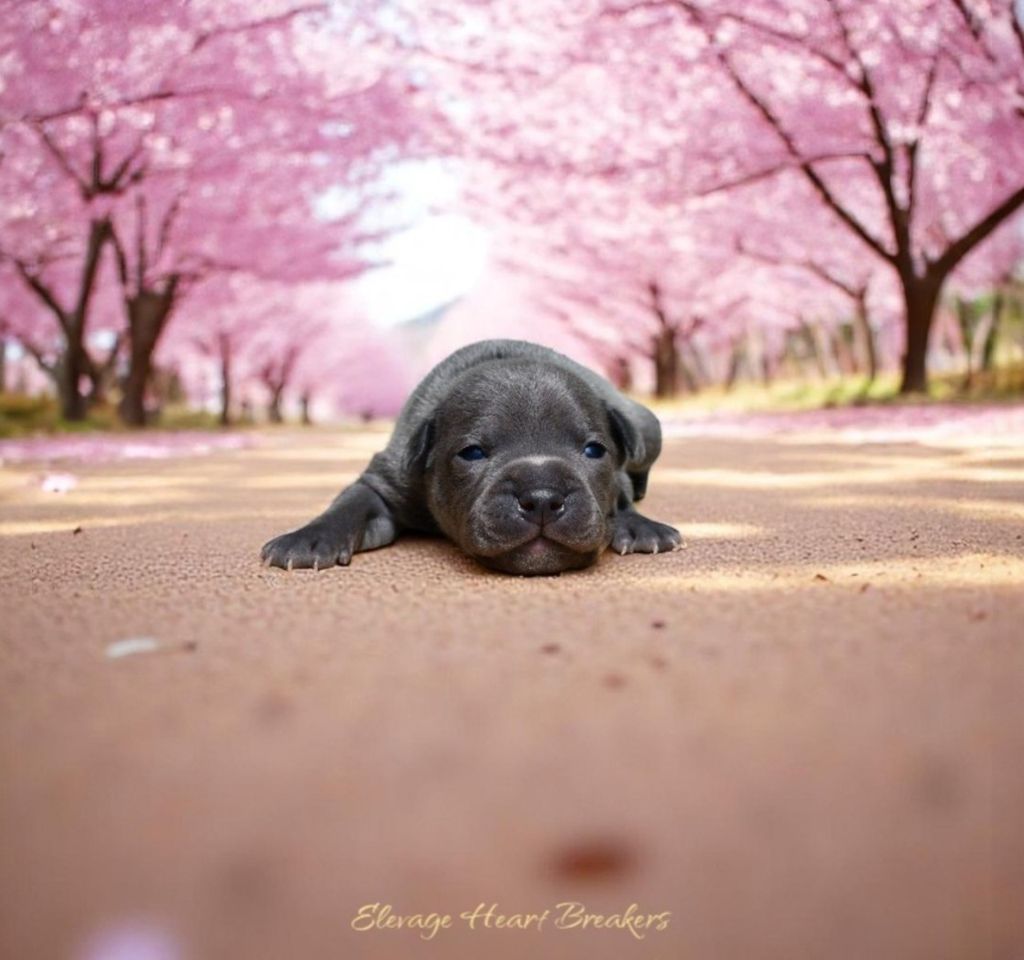 Petit chiot Mâle (1) Staffordshire Bull Terrier bleu pan blanc couché sur une allée bordée de cerisiers en fleurs roses, fait par Élevage Heart Breakers