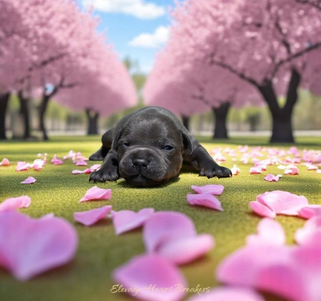 Petit chiot Mâle (3) Staffordshire Bull Terrier bleu pan blanc couché sur une allée bordée de cerisiers en fleurs roses, fait par Élevage Heart Breakers