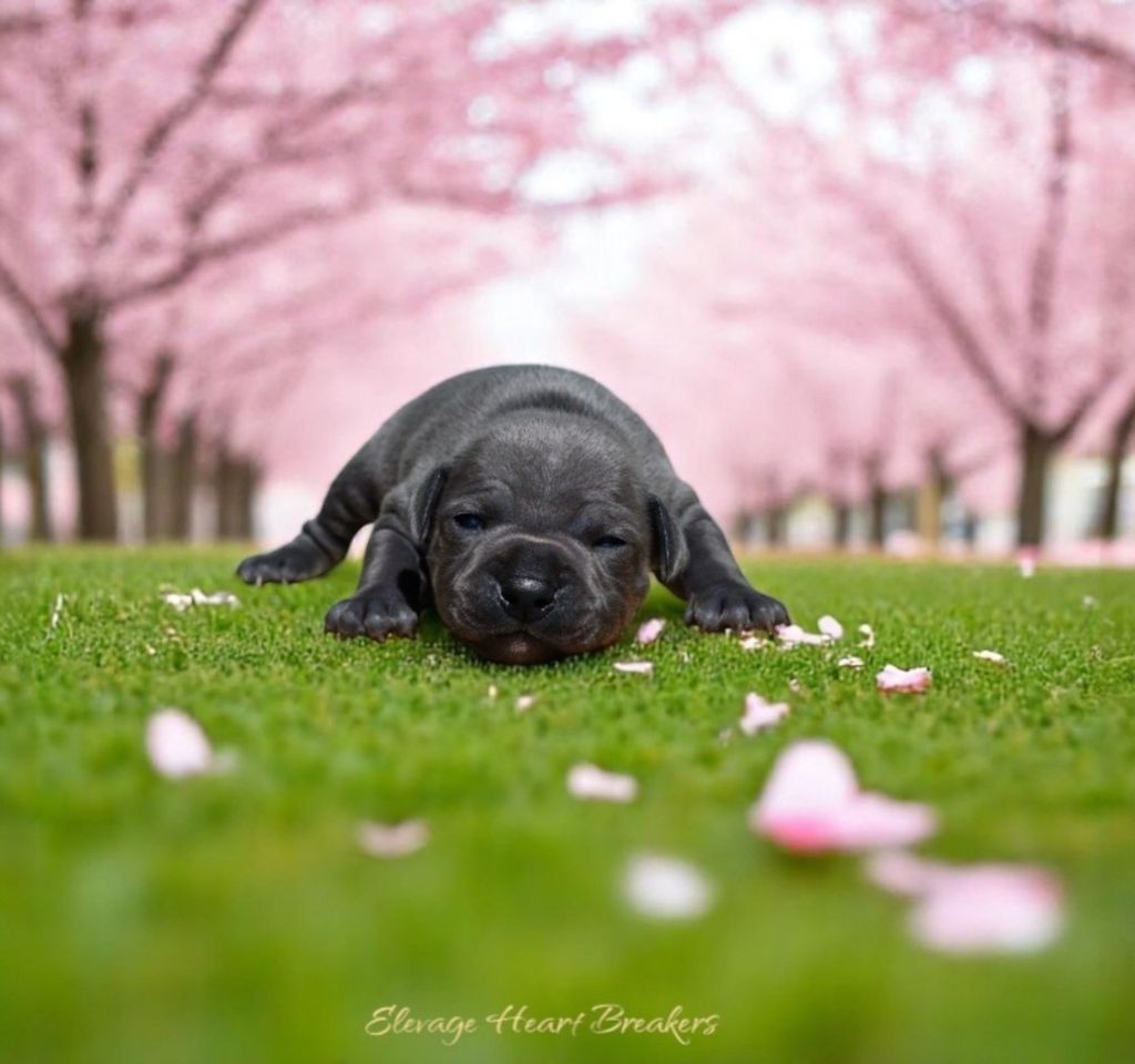 Petit chiot Femelle (2) Staffordshire Bull Terrier bleu pan blanc couchée sur une allée bordée de cerisiers en fleurs roses, fait par Élevage Heart Breakers