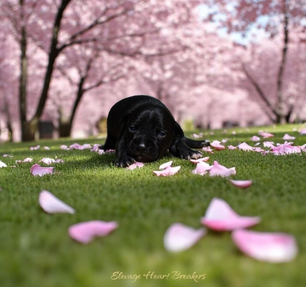 Petit chiot Femelle (3) Staffordshire Bull Terrier noire pan blanc couchée sur une allée bordée de cerisiers en fleurs roses, fait par Élevage Heart Breakers