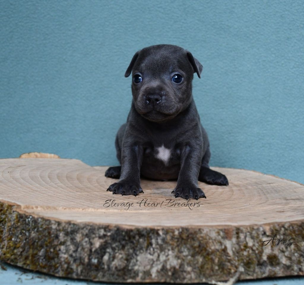 Ares, chiot Staffordshire Bull Terrier bleu pan blanc assis sur une souche en bois, avec un fond bleu uni, fait par Heart Breakers