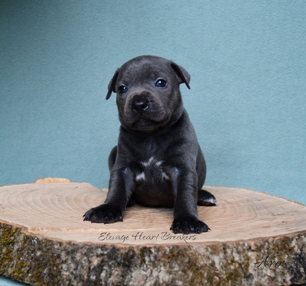 Aron, chiot Staffordshire Bull Terrier bleu pan blanc assis sur une souche en bois, avec un fond bleu uni, fait par Heart Breakers