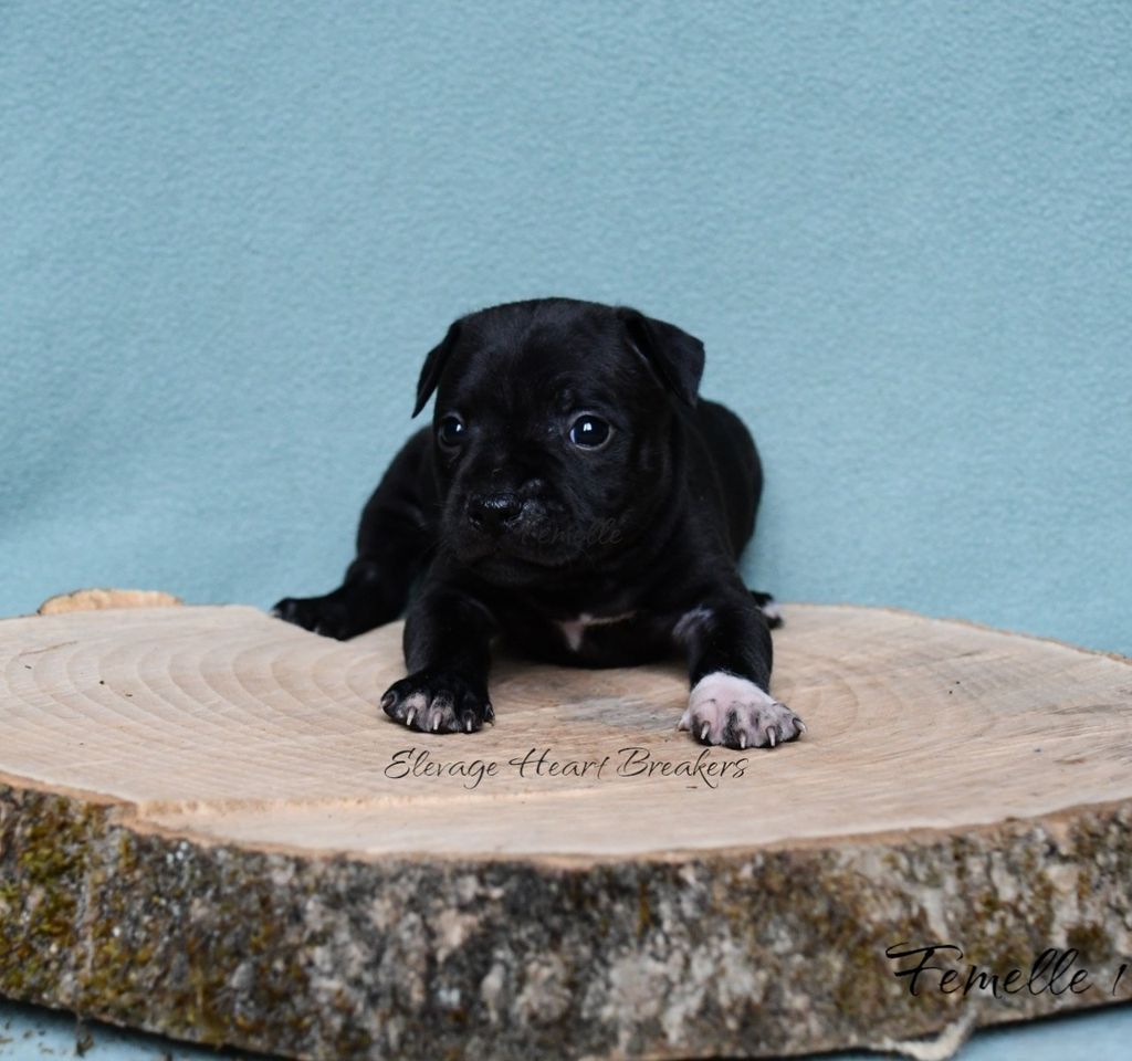 Femelle (1), chiot Staffordshire Bull Terrier noir pan blanc allongée sur une souche en bois, avec un fond bleu uni crée par Heart Breakers