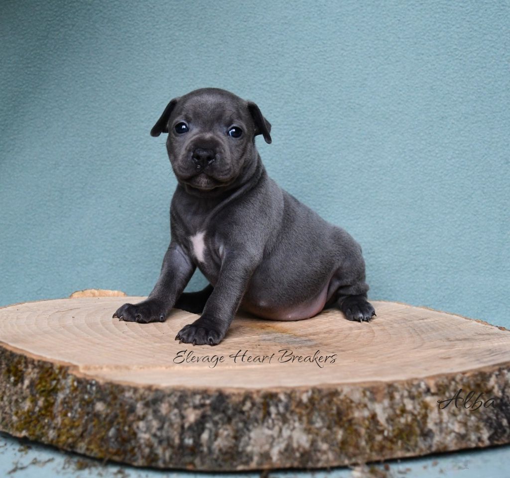 Alba, chiot Staffordshire Bull Terrier bleu pan blanc assise sur une souche en bois, avec un fond bleu uni crée par Heart Breakers