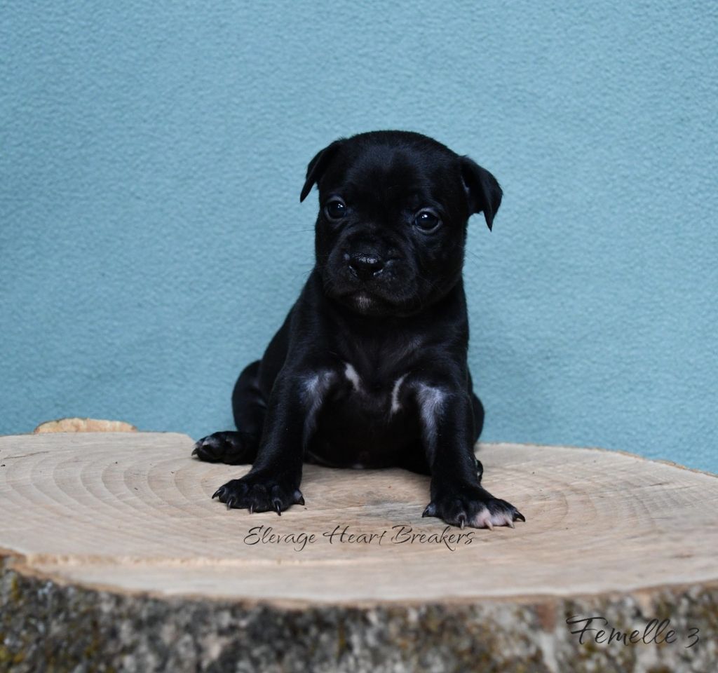 Femelle 3, chiot Staffordshire Bull Terrier noir pan blanc assise sur une souche en bois, avec un fond bleu uni crée par Heart Breakers