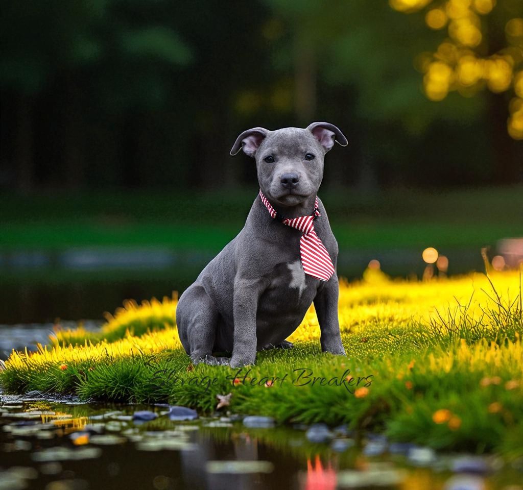 Chiot Staffordshire Bull Terrier bleu pan blanc avec cravate rouge rayée, assis au bord d’un étang sur une pelouse verte au coucher du soleil - Elevage Heart Breakers