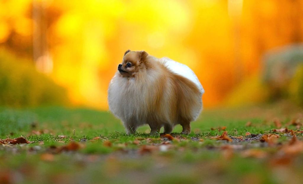 Photo de couverture de Zlatan Spitz Mâle nain Pomeranien à poil long dans un paysage automnal, petit chien au pelage fauve et blanc, animal de compagnie élégant sur fond de feuilles d'automne crée par Heart Breakers