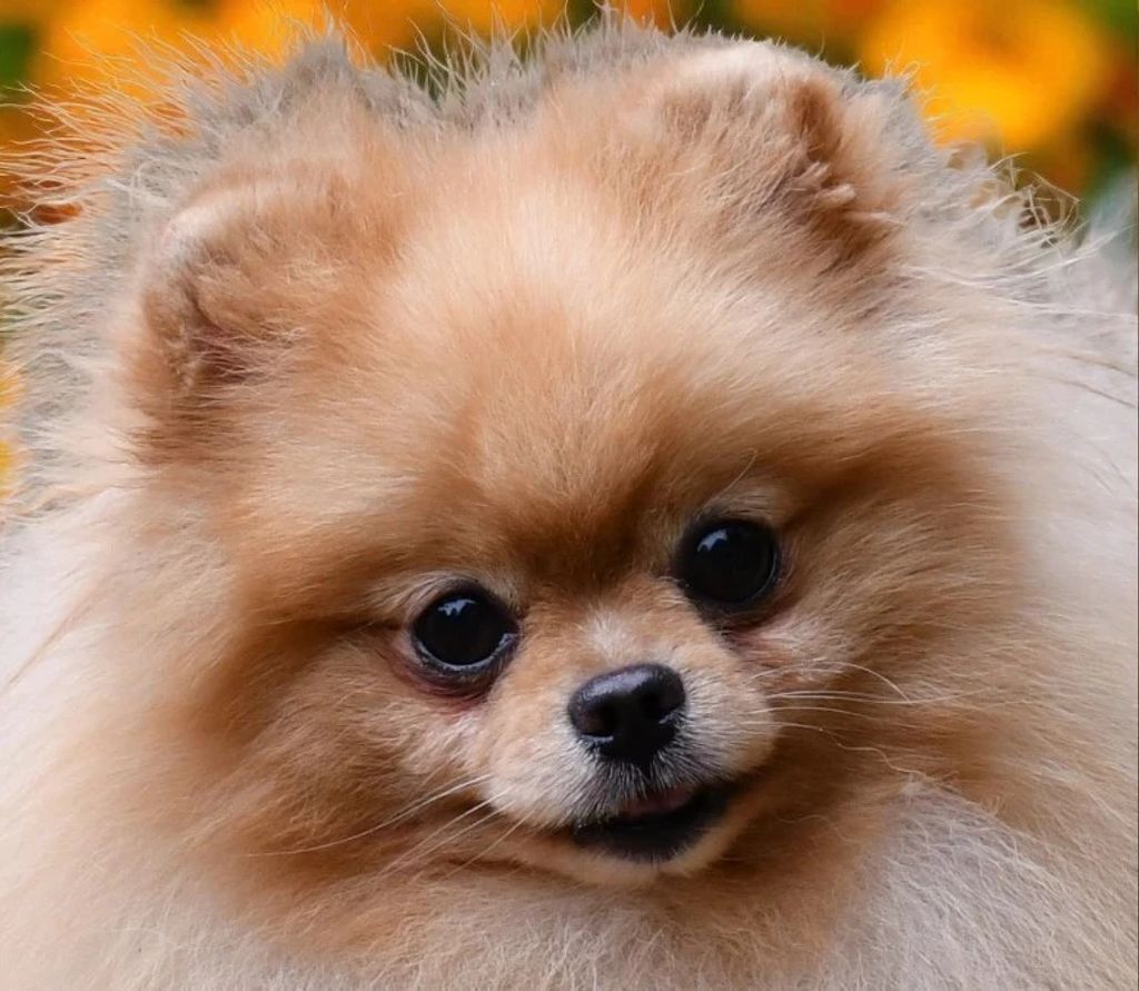 Photo de profil de Zlatan