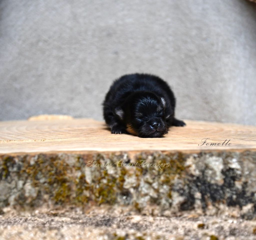 Chiot Spitz Nain Poméranien femelle black and tan, Loulou de Poméranie, vue de profil, issu de notre élevage familial, chiot LOF et enregistrés à la Centrale Canine créé par Elevage Heart Breakers