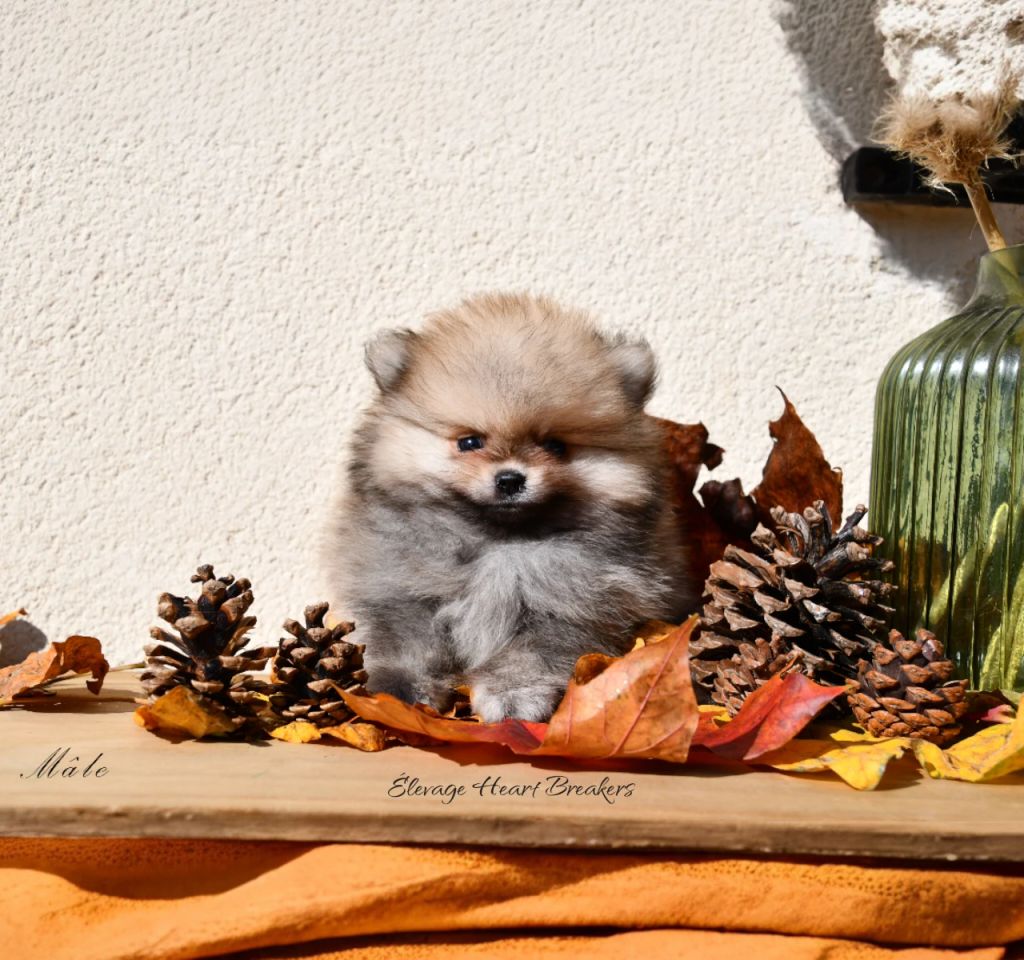 Chiot Spitz Nain Poméranien Mâle Sable Crème Lof et disponible couché sur une planche de bois entouré de feuille d'automne et de pomme de pin crée par Heart Breakers