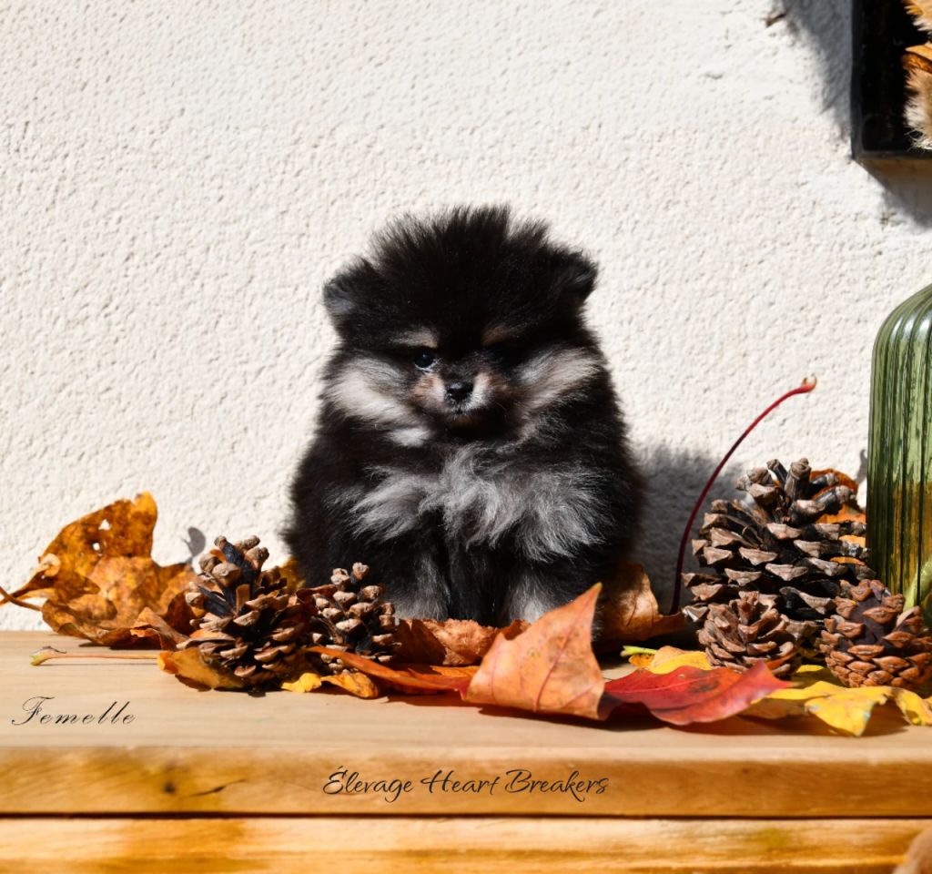 Chiot Spitz Nain Poméranien Femelle Black And Tan au Lof et disponible assise sur une planche de bois sur un tas de feuilles d'automne et de pommes de pin crée par Heart Breakers