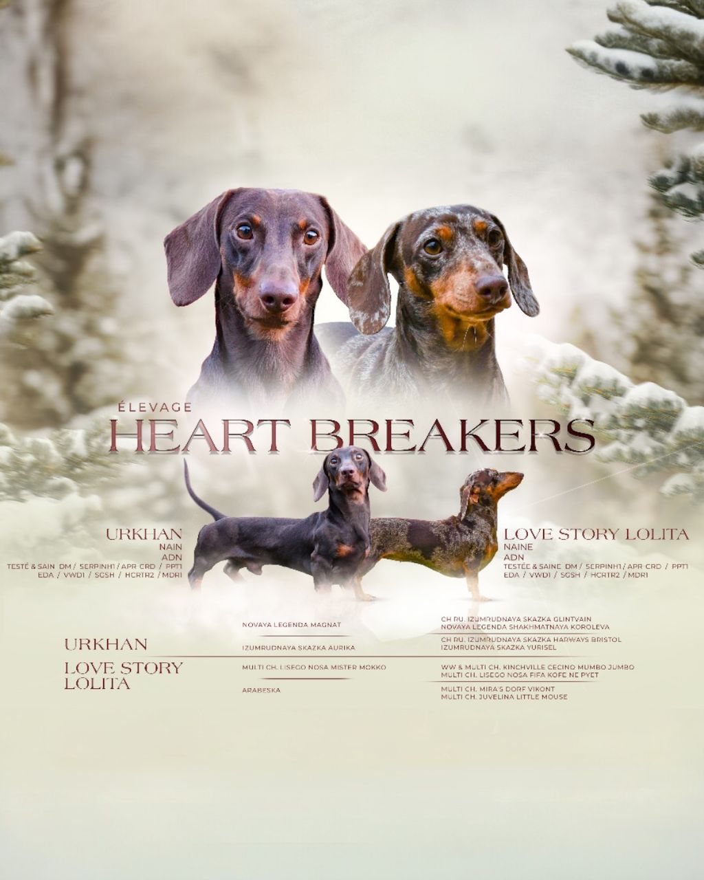 Bannière du mariage de Urkhan et Lolita