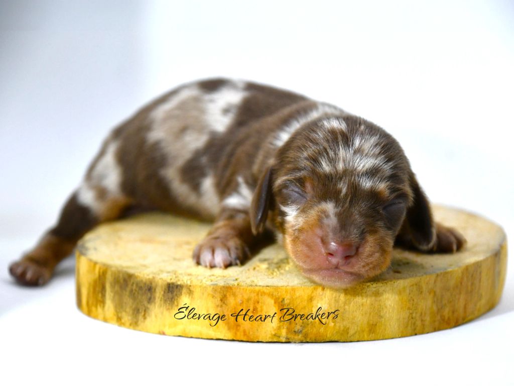Chiot Mâle Teckel au Lof allongé sur un rondin de bois orienté vers la droite crée par Heart Breakers