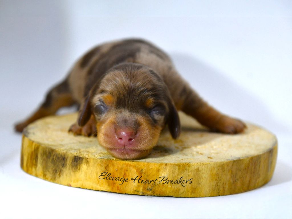 Chiot Femelle Teckel au Lof allongée sur un rondin de bois en vue de face crée par Heart Breakers