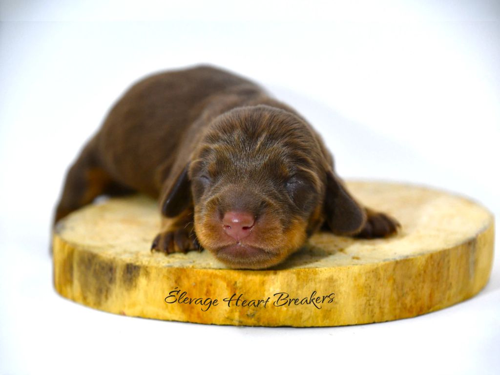 Chiot Femelle Teckel au Lof allongée sur un rondin de bois crée par Heart Breakers