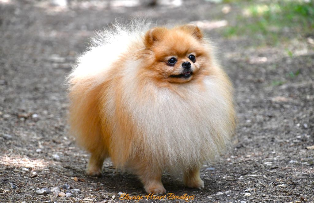 Photo de Mâle Spitz Nain Poméranien de couleurs fauve orange au statique devant l'objectif photo en pleine fôret