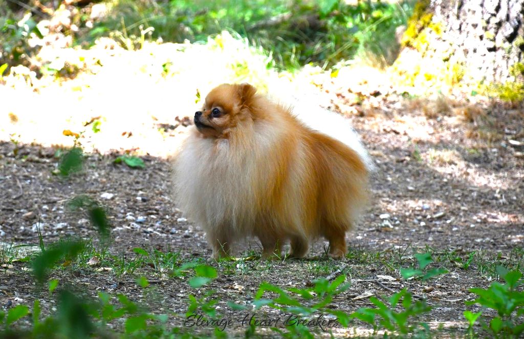 Photo de Mâle Spitz Nain Poméranien de couleurs fauve orange au statique devant l'objectif photo en pleine fôret