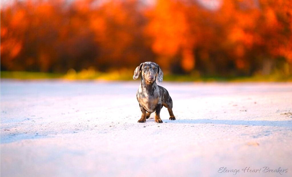 Lolita femelle Teckel Kaninchen arlequin chocolat et tan LOF poil court — reproductrice Élevage Heart Breakers