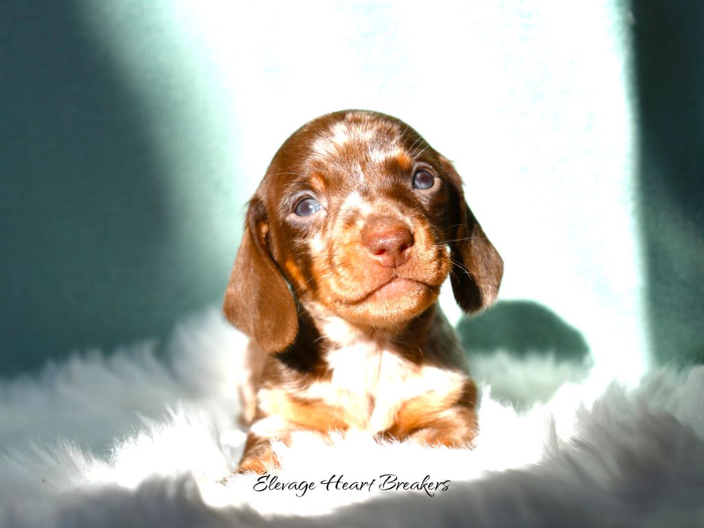 A'Loki chiot mâle Teckel Nain arlequin chocolat LOF — disponible compagnie — Élevage Heart Breakers