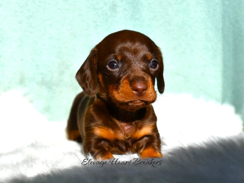 Ariel chiot femelle Teckel Nain chocolat et feu LOF — disponible compagnie — Élevage Heart Breakers