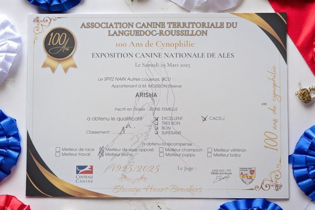 Diplôme exposition canine mention Excellent CACS 2025 — Spitz Nain Poméranien LOF Teckel LOF Heart Breakers en concours canin officiel FCI